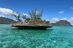 ile aux Benitier: Tour with dolphin watch & lunch
