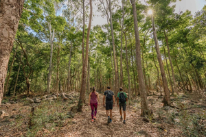 Mauritius: Black River Gorges National Park 3-Hour Hike