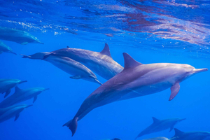 Mauritius: Private Dolphin, Turltle, Ray with Hotel Pickup