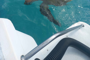 Mauricio: Snorkel con tortugas Lancha Le Transporteur