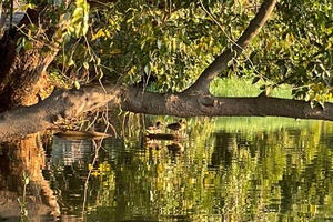Mauritius, Tamarin: excursie en degustatie in het hart van de wilde natuur