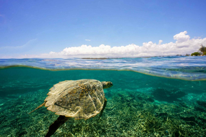 Private Snorkeling with underwater photos