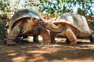 South Mauritius Tour with Crocodile Park & 23-Colored Earth