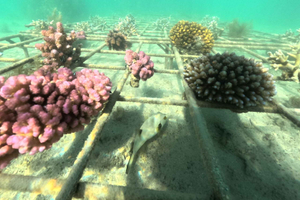 The Coral Odyssey