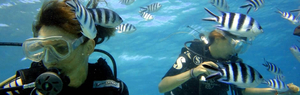 Coral Diving