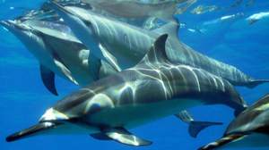 JPH Charters