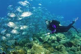 Orca Dive Club