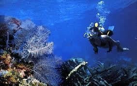 Centro immersioni ricci di mare