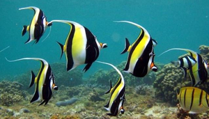 Seaman Diving