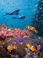 Sun Divers