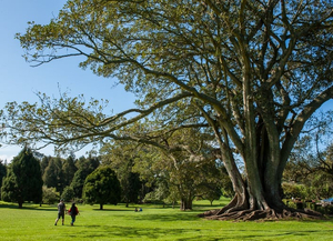 Cornwall Park