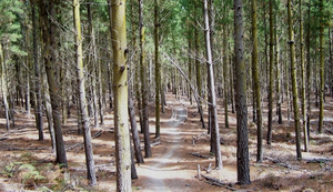 Bosque Bottle Lake