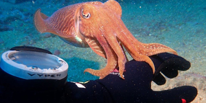 Best Dive Spots in the Algarve - tips on diving in Southern Portugal