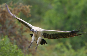 Cinco Aves Interessantes Encontradas no Zimbábue