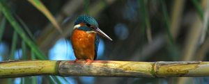 Vilamoura Nature Trail