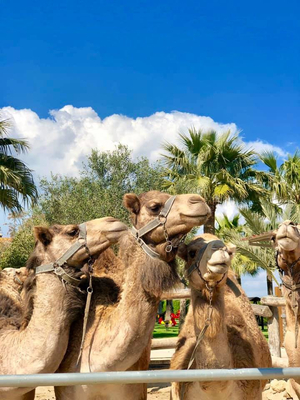 Camel Park