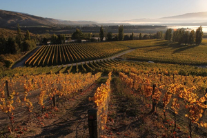 Felton Road Wines