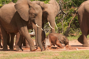 Musango Safari Camp