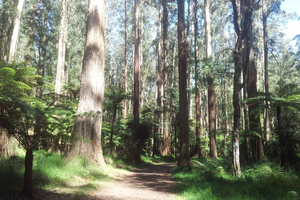 De Melbourne: Tour particular de um dia às Dandenong Ranges