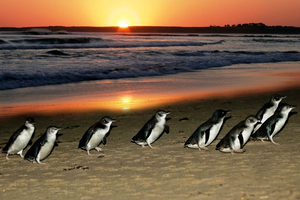 Fra Melbourne: Penguin Parade, koalaer og kenguruer
