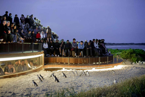 Luksustur til Phillip Island for familier og eventyrlystne – maks. 10