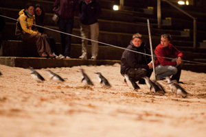 Melbourne : Visite de Phillip Island et parade des pingouins