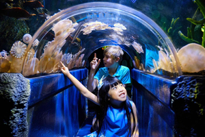 Melbourne: SEA LIFE Aquarium Entree Ticket