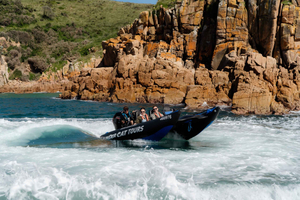Phillip Island: 30 minuten durende jetboot-avonturentour met zeehonden