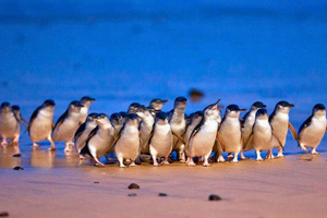 Phillip Island Penguin Parade med expert lokal guide