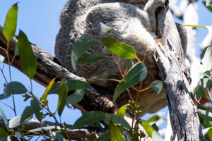 Twelve Apostles&Great Ocean Road,Find Koala Tour