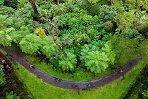 Valle de Yarra: aventura en bici de montaña por el bosque de secuoyas