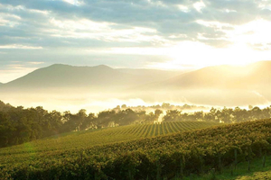 Yarra Valley Wineries Private Day Tour