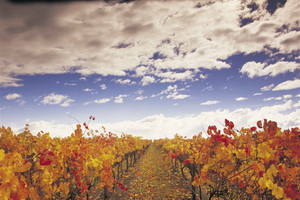 Yarra Valley: Viinitilakierros ja lounas Yering Stationissa
