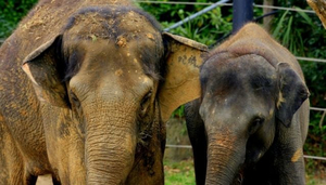 Zoos de Melbourne