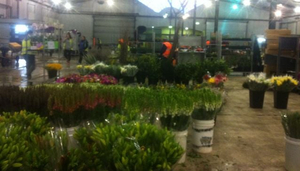 C the Market