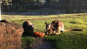 Halls Gap Zoo