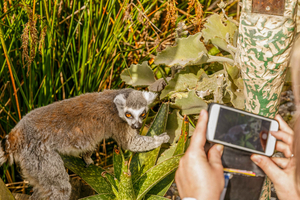 Billet d'entrée générale d'une journée au zoo de Melbourne