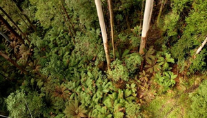 Otway Fly Treetop Adventures