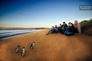 Tour guidato di Phillip Island Penguin Parade al Beachfront