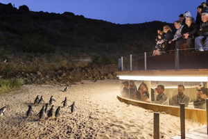 Phillip Island Penguin Parade Ultimate Eco Tour & Lunch