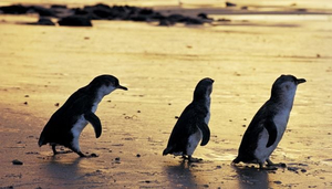 Visites de l'île de Phillip en Australie