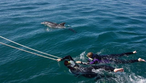 Sea All Dolphins Swims