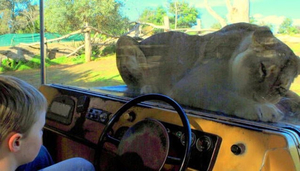 WERRIBEE Open Range Zoo