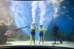 Melbourne Aquarium