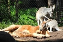 Yarra Valley: Wijn, Wildlife en Wonderlijke Wandelingen