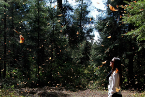 From Mexico City: 7-Day Monarch Butterfly Tour