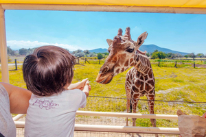 Da Città del Messico: Tour di Teotihuacan e Reino Animal per i bambini
