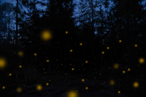 One day tour from Mexico City to Firefly Sanctuary