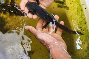Xochimilco: Båttur med chinampa och axolotl