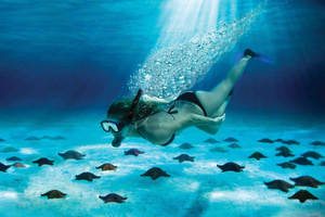 Cozumel: El Cielo & Palancar Snorkel with Open Bar & Ceviche